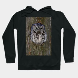 Eastern Screech Owl eye opener Hoodie